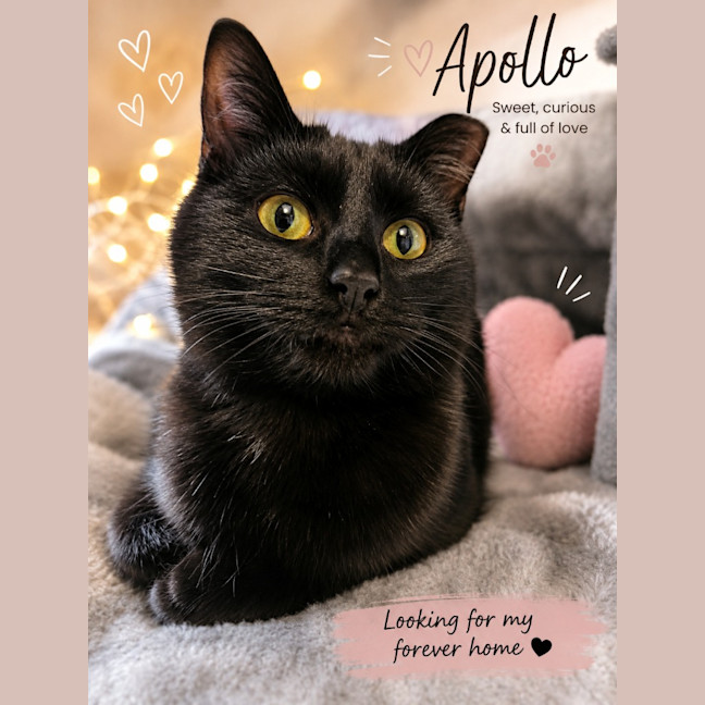 Photo of Apollo