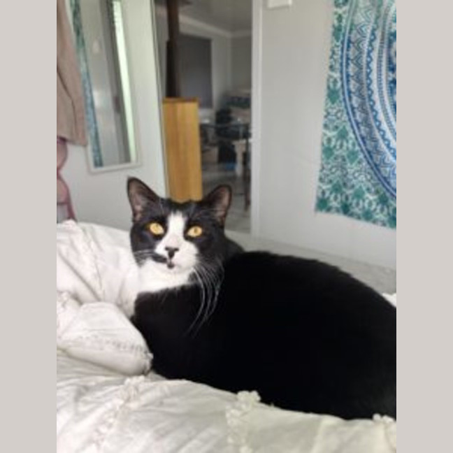 Photo of Felix   Available At Pet Quarters Thornton