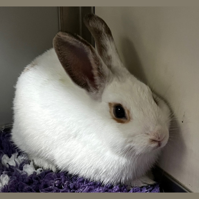 Photo of Santa Paws (Bonded With Easter Bun)