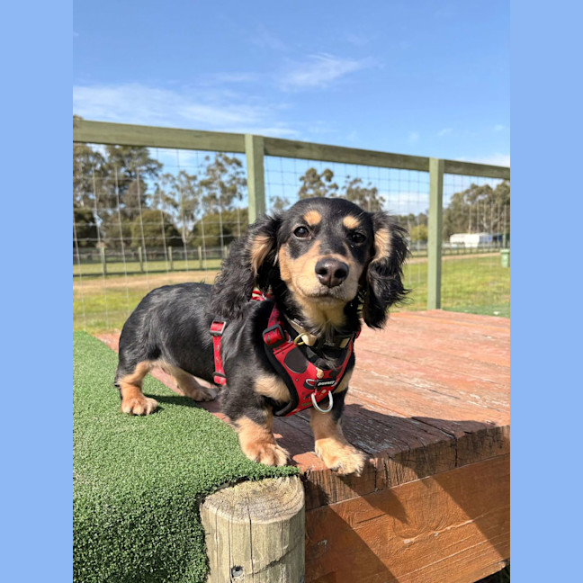 Photo of Penny