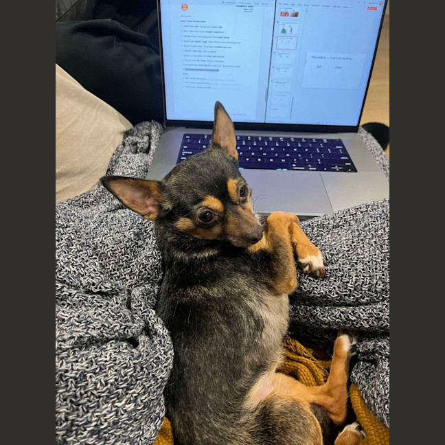 Photo of Beanie Baby