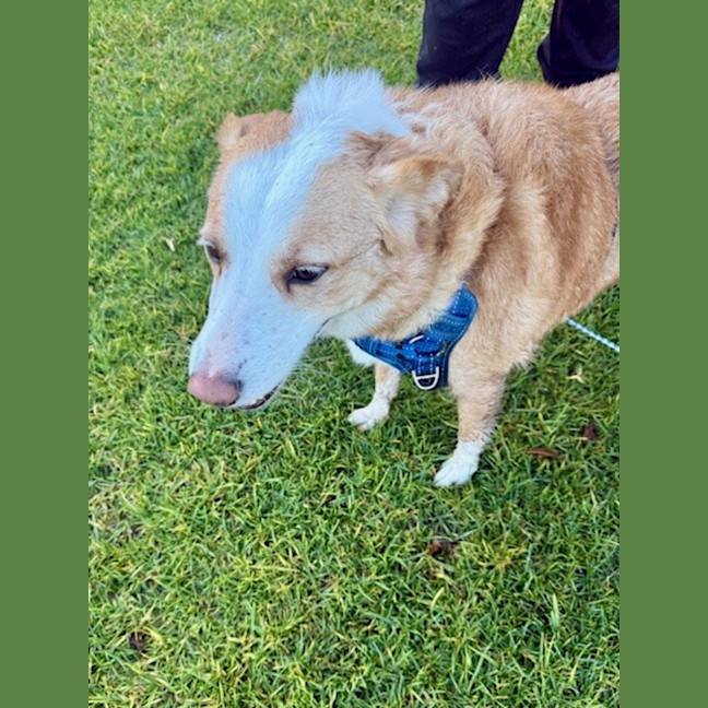 Photo of Chloe   5 Year Old Border Collie