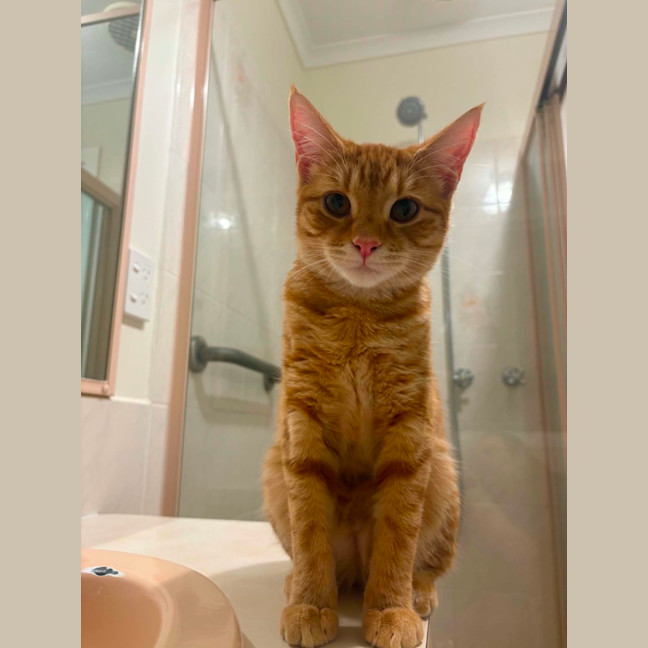 Photo of Gingy