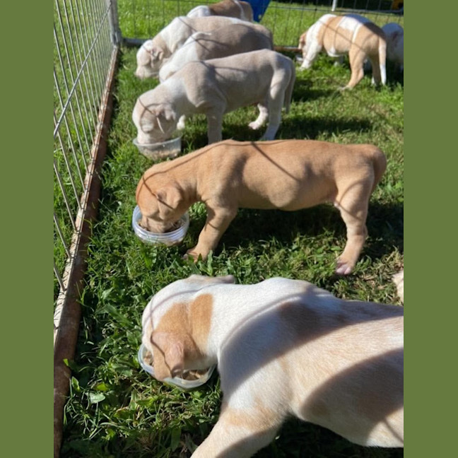 Photo of Cera (Skye's Puppy)