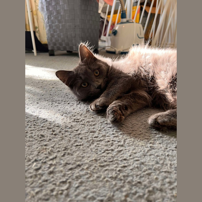 Photo of Cynder