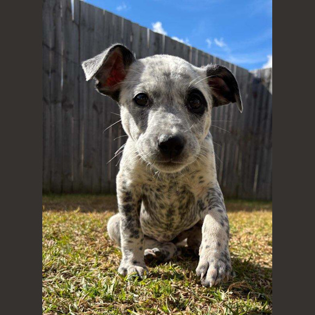 Photo of Dotti
