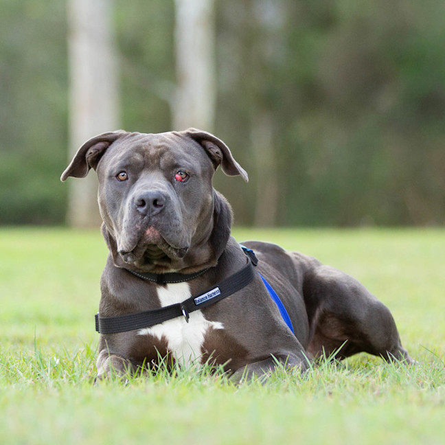 Photo of Rico
