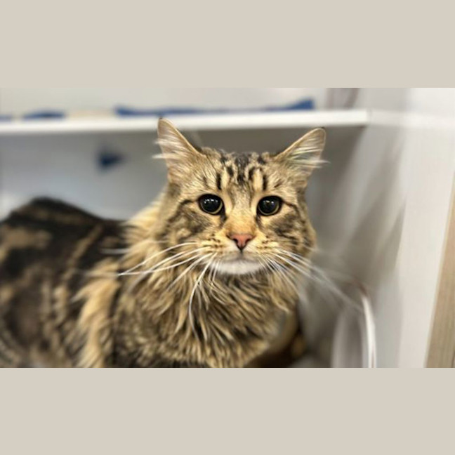 Photo of Merlin