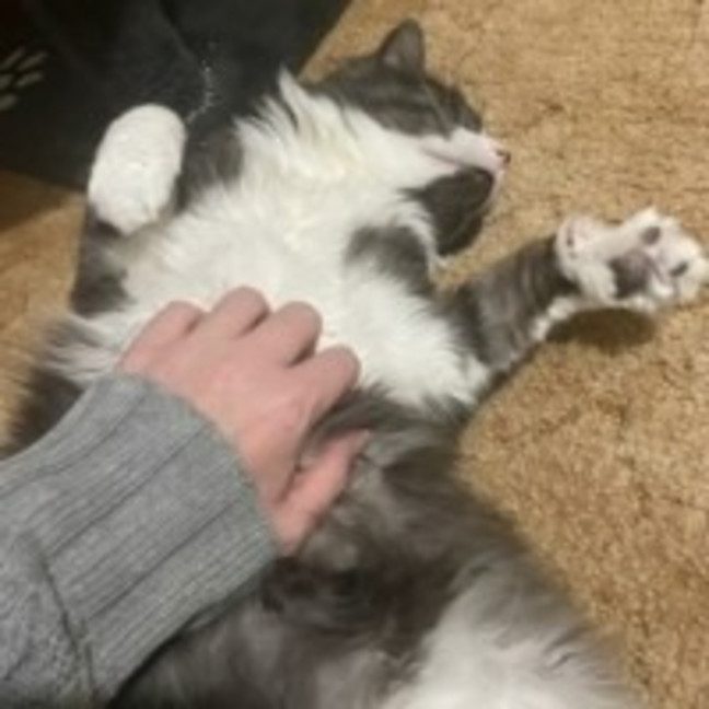 Photo of Odin **2nd Chance Cat Rescue **