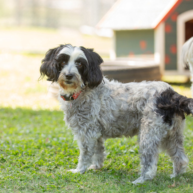 Photo of Ruby