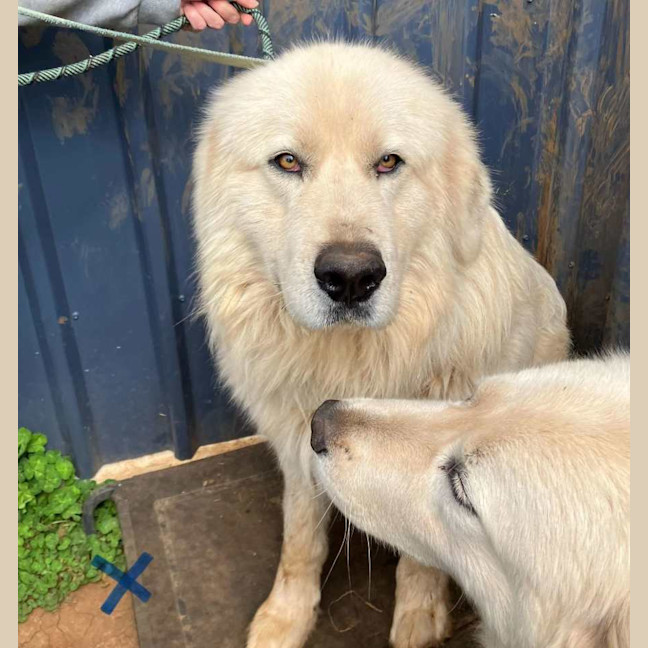 Photo of Luna And Teddy