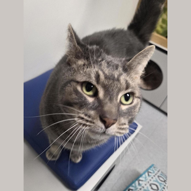 Photo of Sox