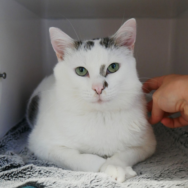 Photo of Patch Sta013966