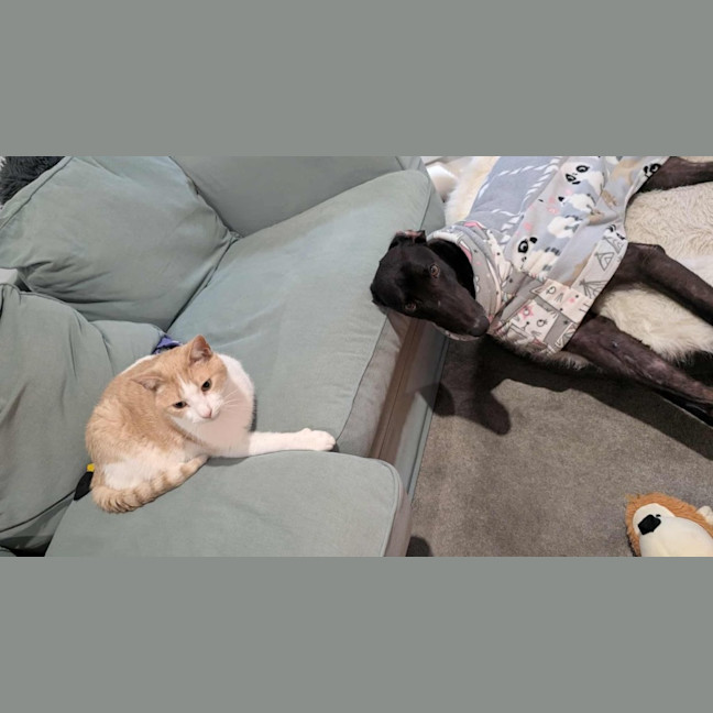 Photo of Basil The Greyhound