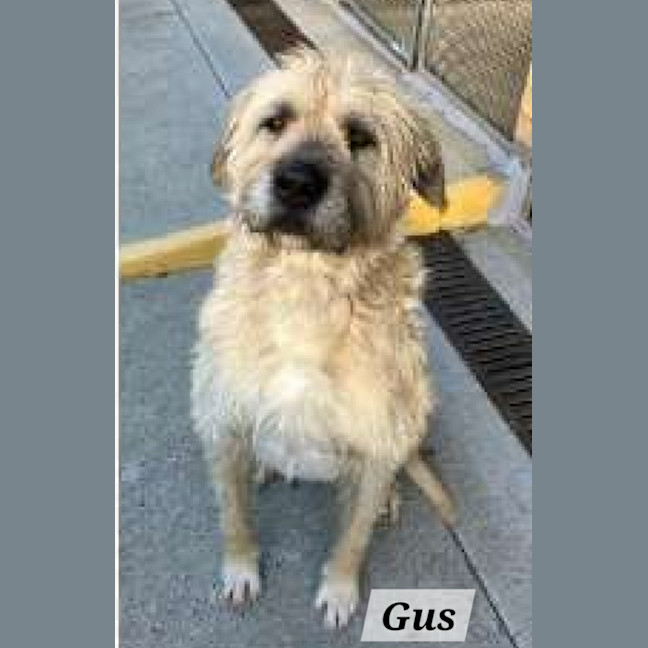 Photo of Gus