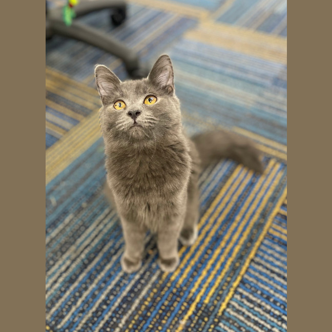 Photo of Schrodie