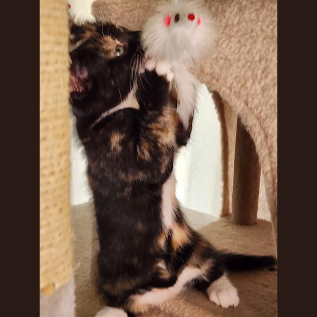 Photo of Little Miss