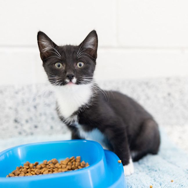 Photo of Magpie