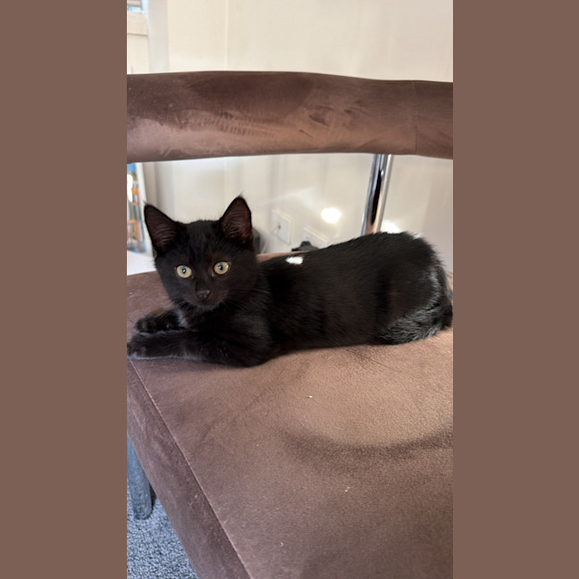 Photo of Arlo