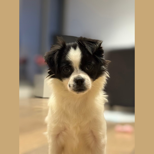 Photo of Pookie