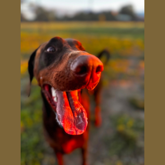 Photo of Ms E. Von Dobermann