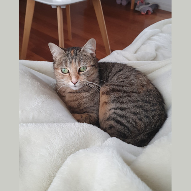 Photo of Petal