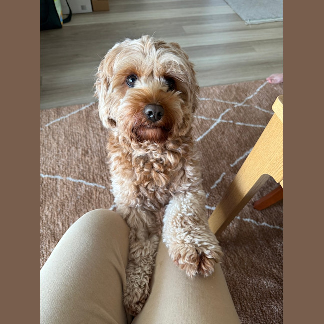 Photo of Millie