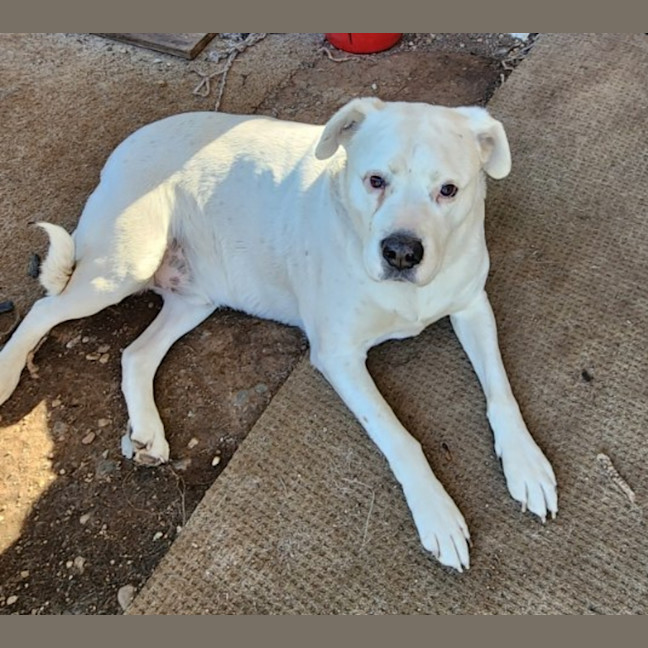 Photo of Tank