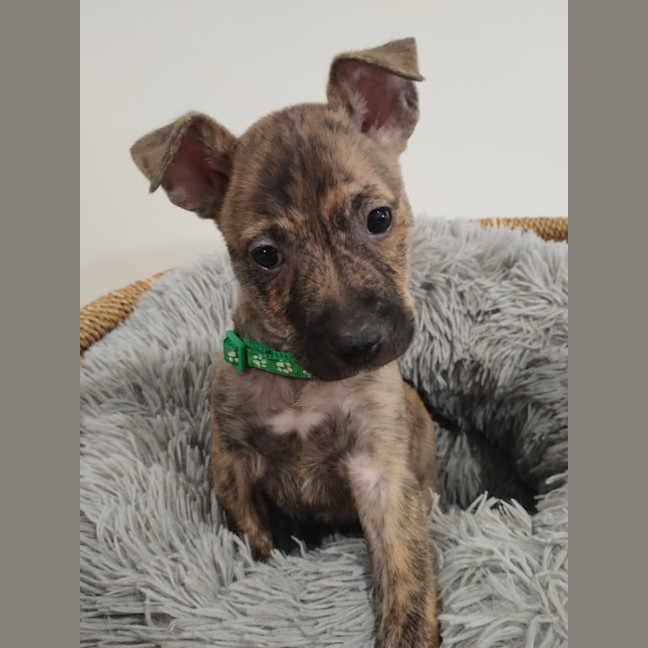 Photo of Collar Green