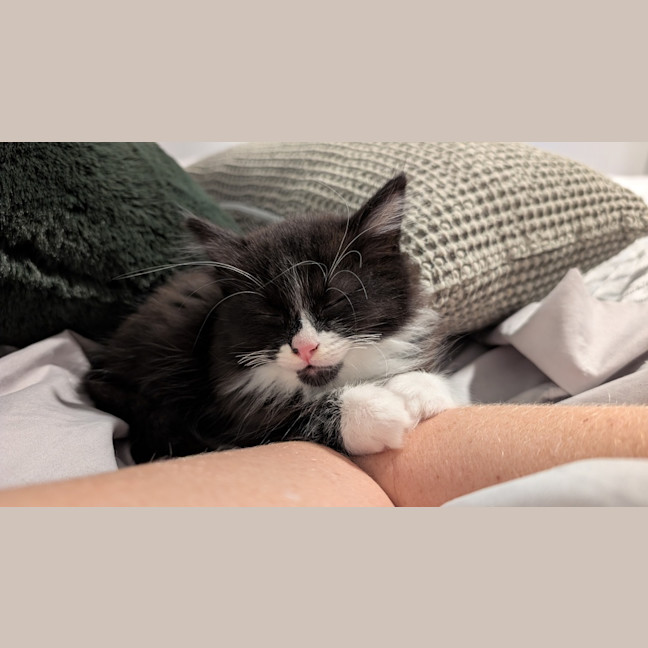Photo of Biscuit