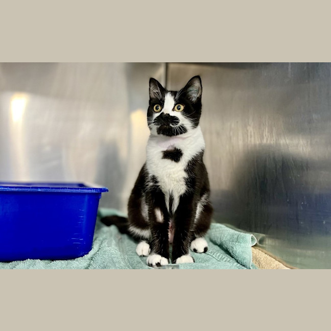 Photo of Beanie 