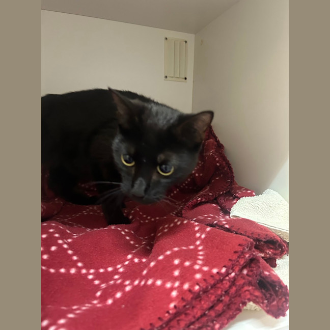 Photo of Mayor Goodway