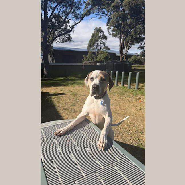 Photo of Snoop