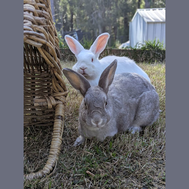 Photo of Alon (W Just Millie)