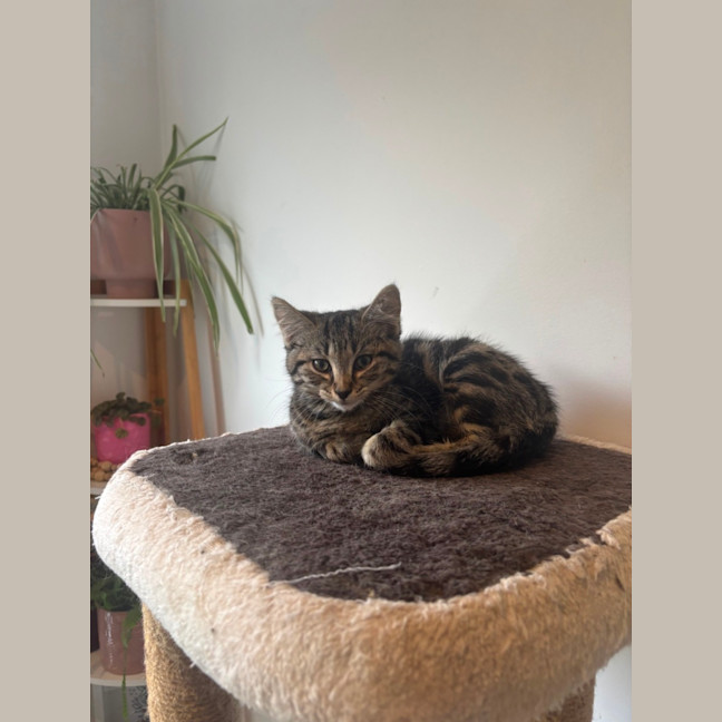 Photo of Puffin Meet Me@Petstock Mornington Nepean Hwy 