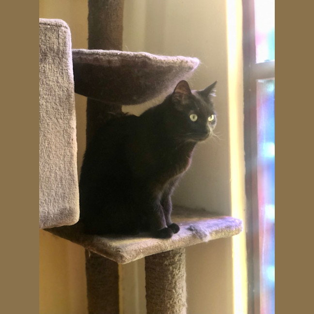 Photo of Puss