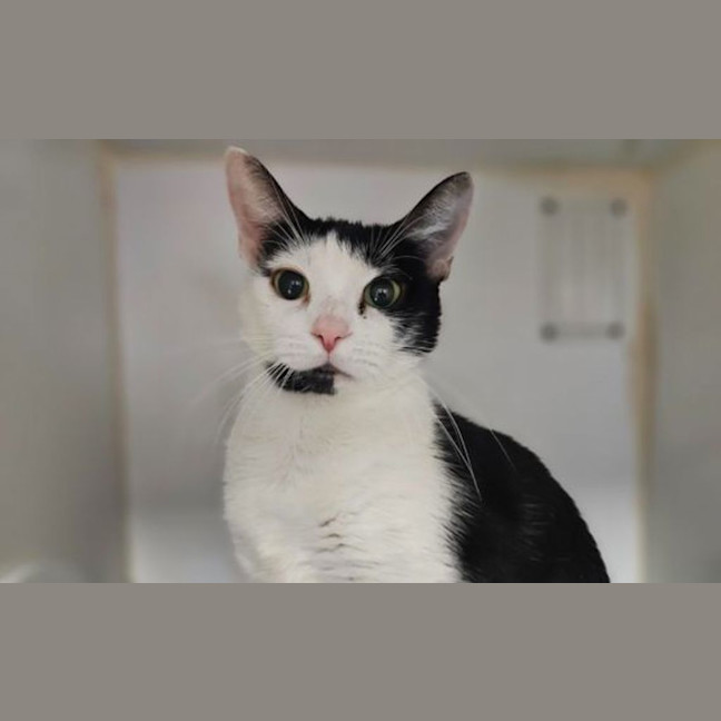 Photo of Callie