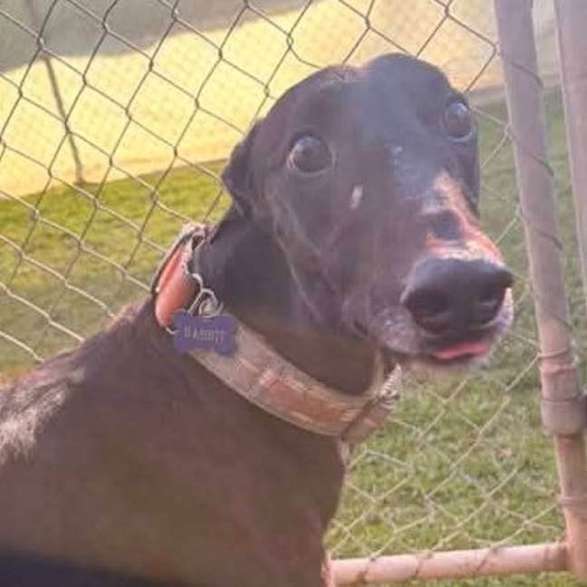 Photo of Rabbit The Greyhound
