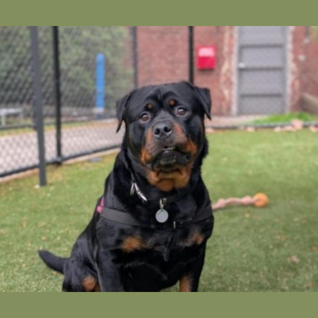 Photo of Jax