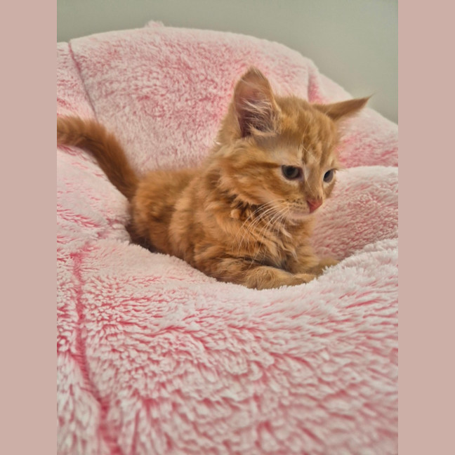 Photo of Toby
