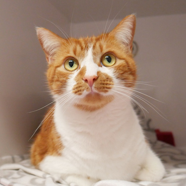 Photo of Ollie Sua013114