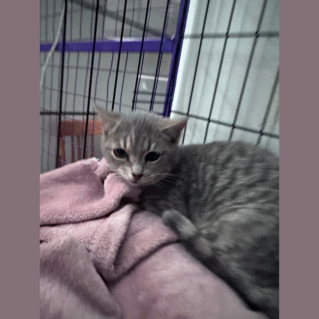 Photo of Violet 