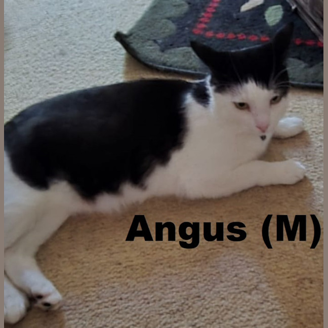 Photo of Angus