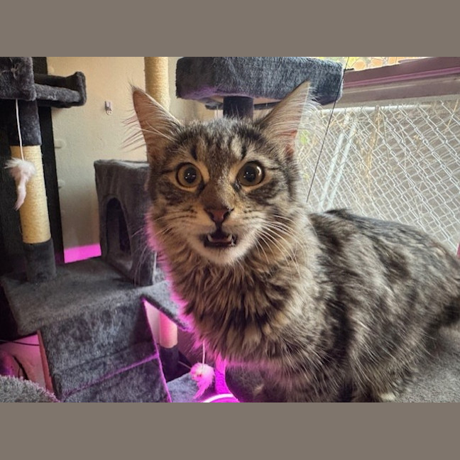 Photo of Pepper Paws