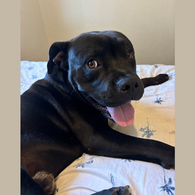 Photo of Major *$350 Adoption Fee*