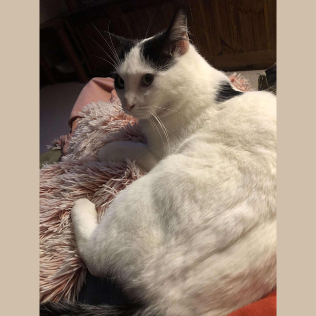 Photo of Tigger