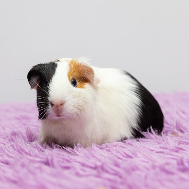 Photo of Isabelle
