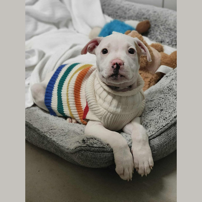 Photo of 🍦 Froyo 6378 🍦 