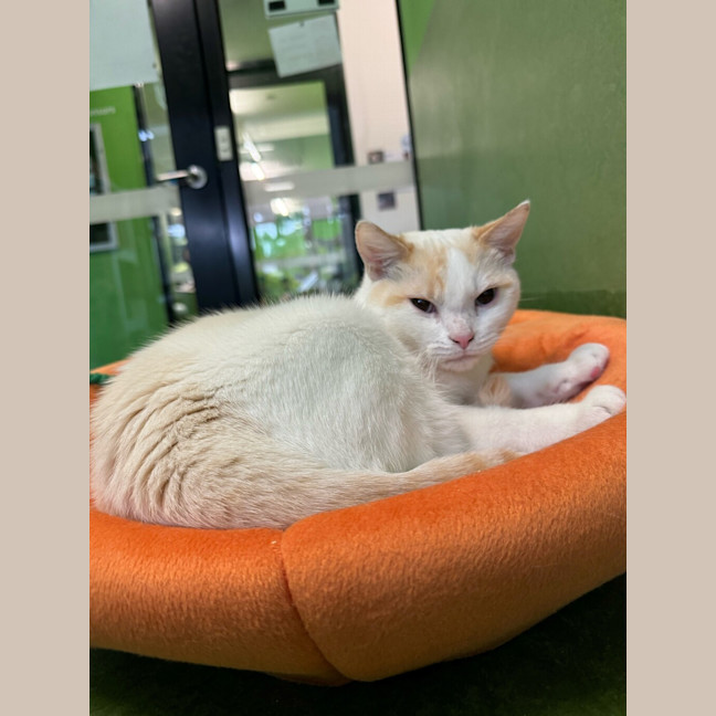 Photo of Taro (Bonded With Toshi)