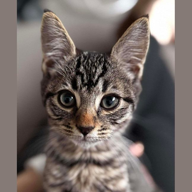 Photo of Coco 
